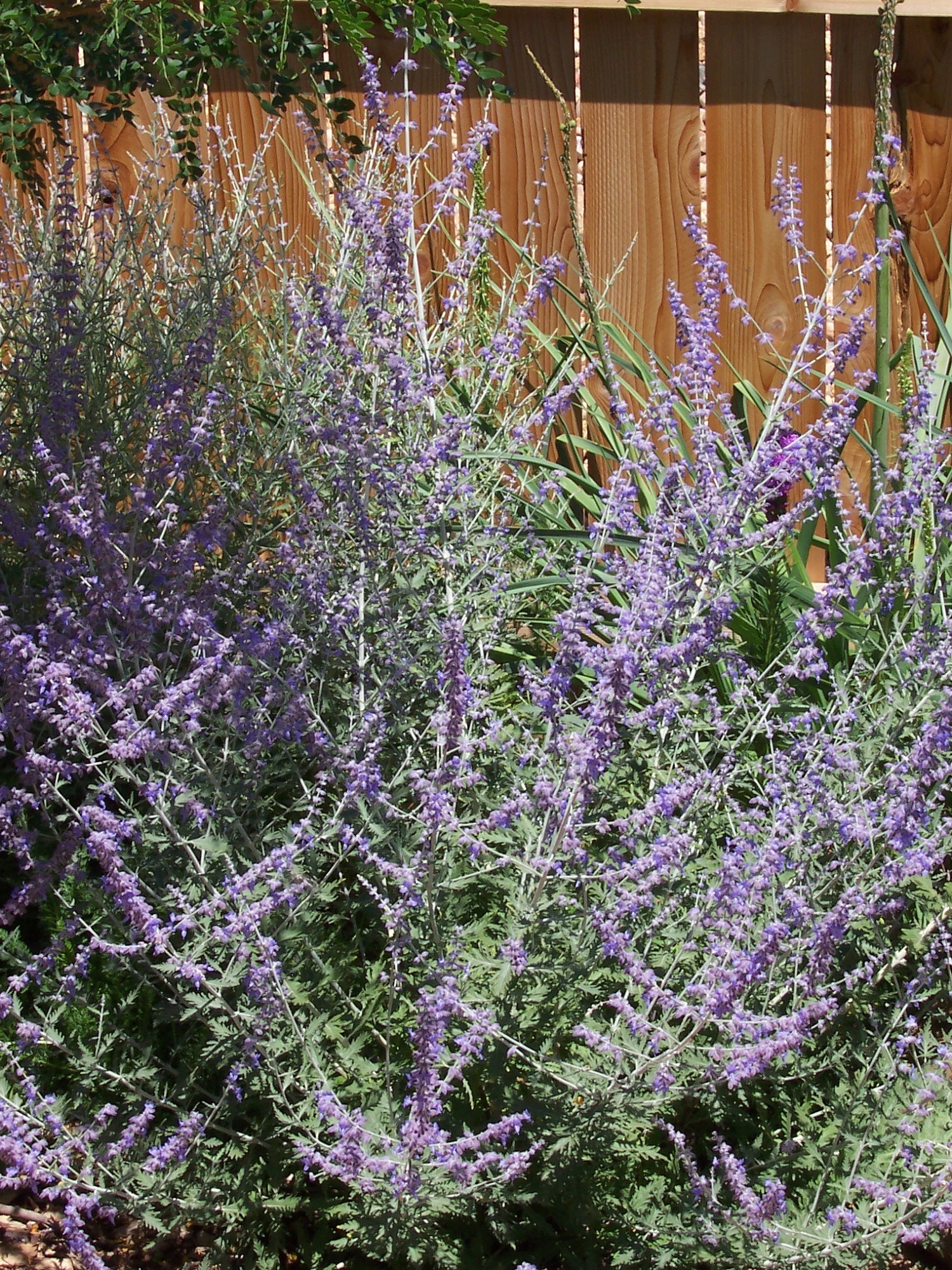 Russian Sage Vs Lavender Whats The Difference