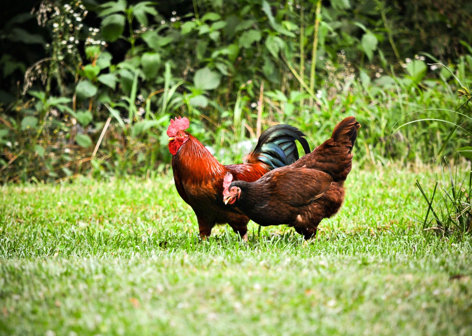 Can Chickens Eat Collard Greens