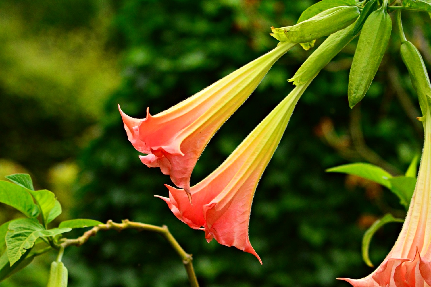 Beautiful Bell Shaped Flowers For Your Garden