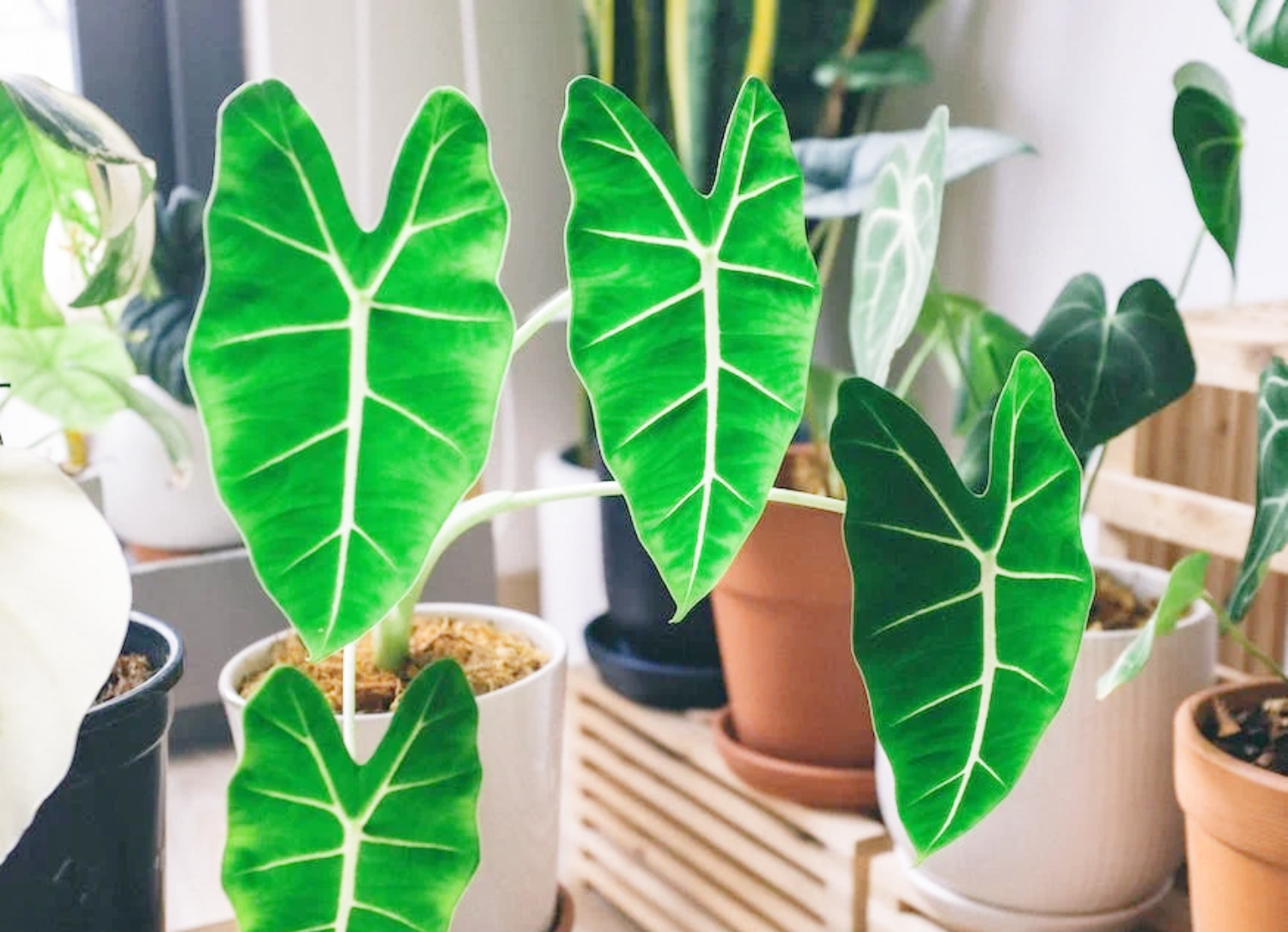 How To Propagate Elephant Ear Plants In 4 Easy Steps