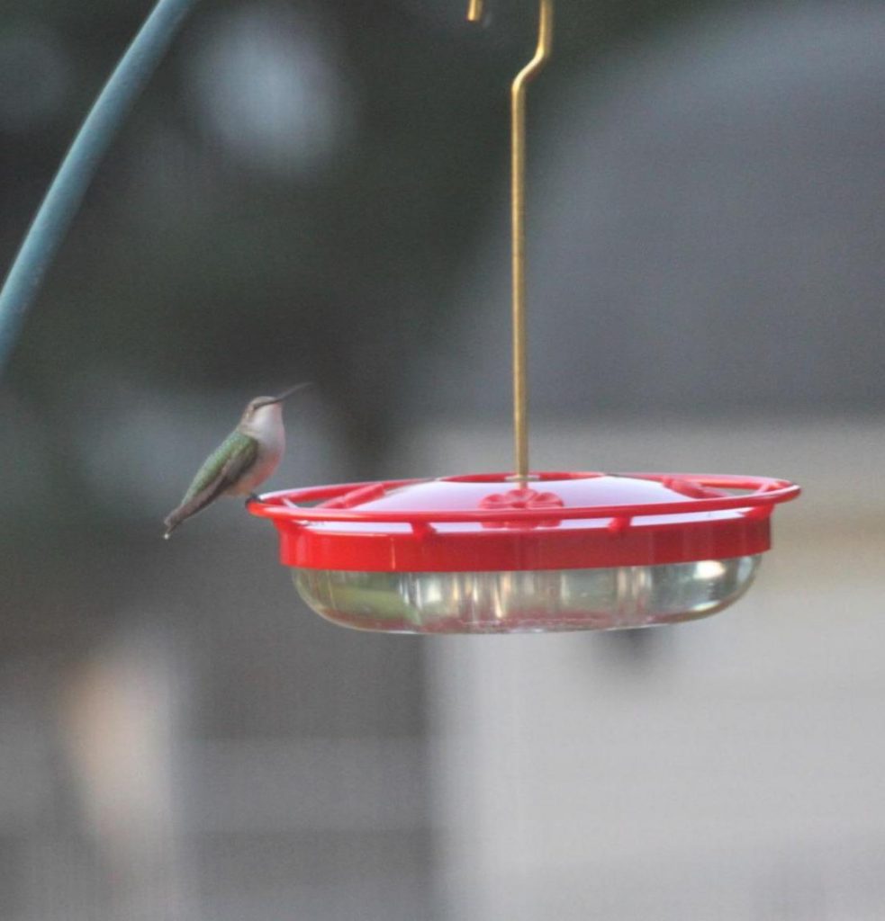 The overall best hummingbird feeder: Aspects HummZinger Highview