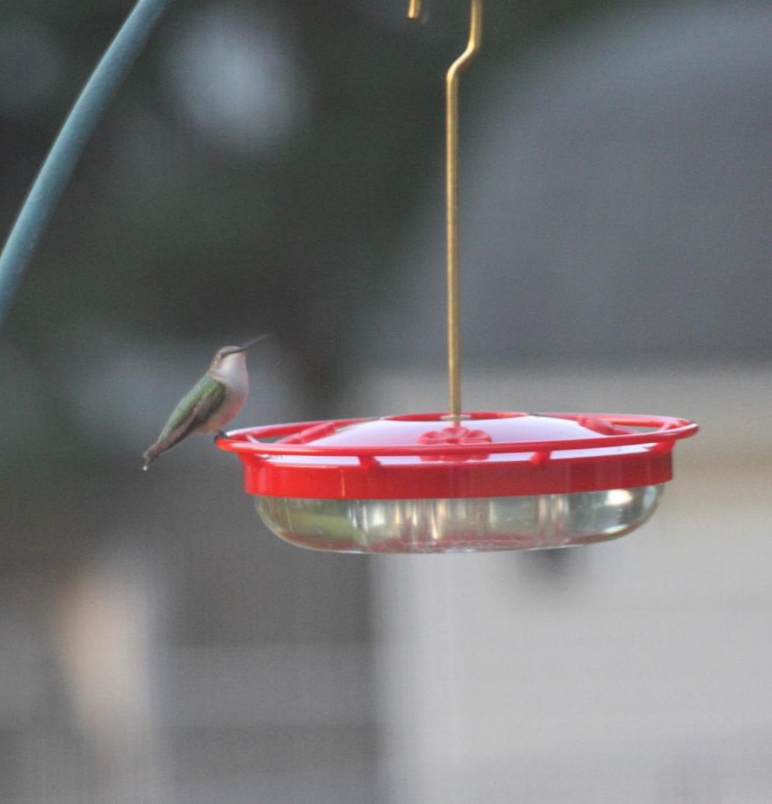 self standing hummingbird feeder