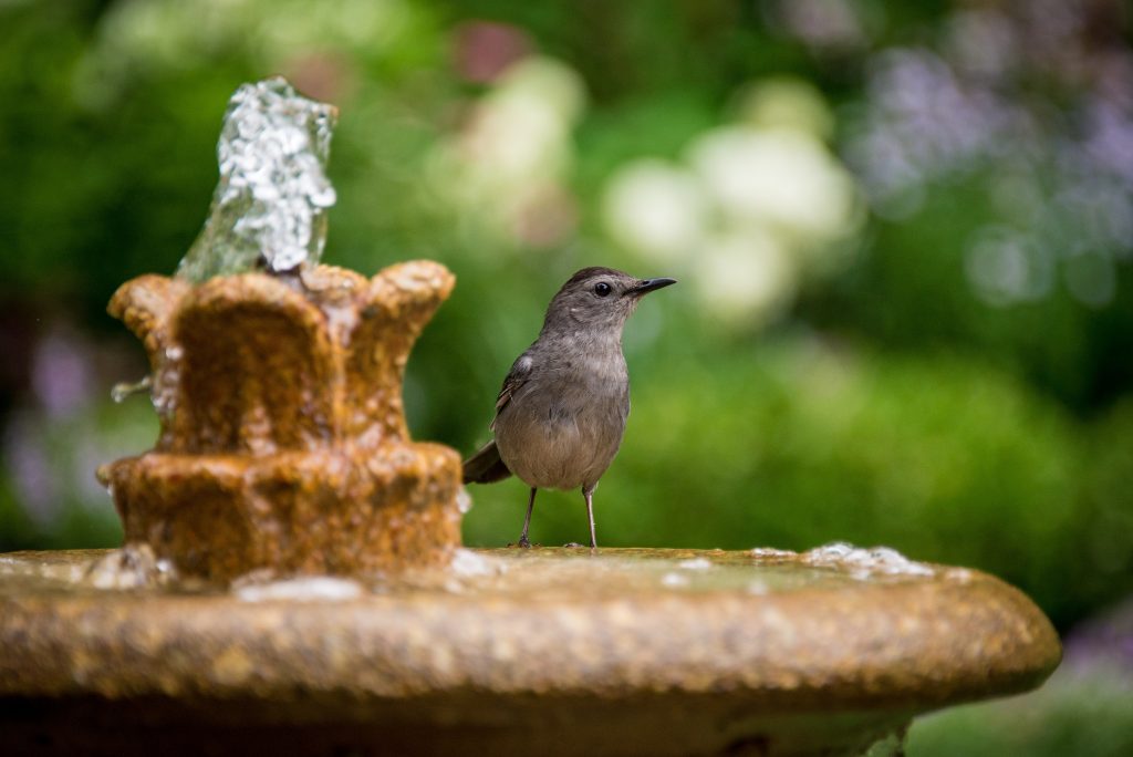 Attract Birds With Water