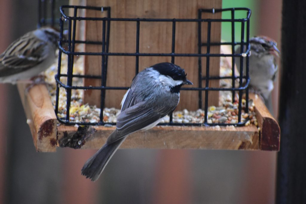 How to attract birds with food & bird feeders