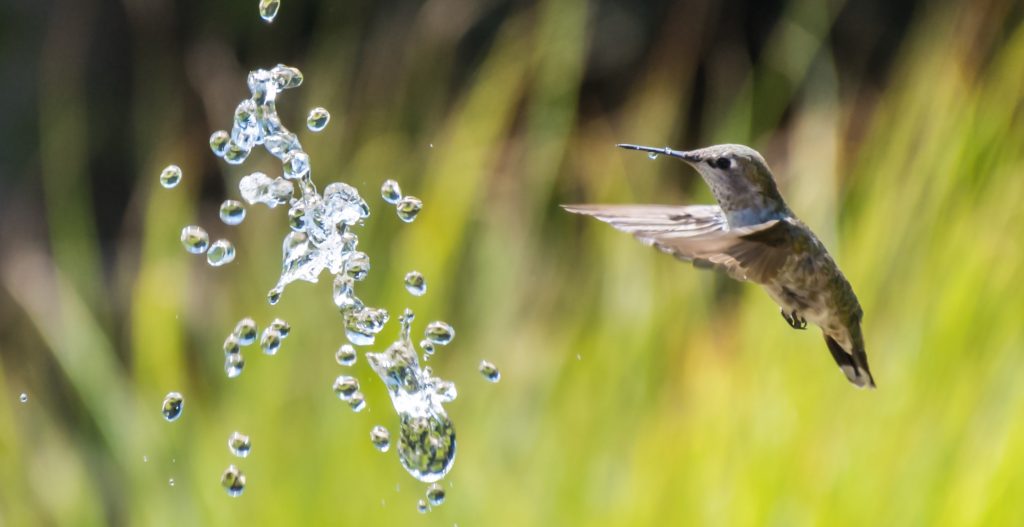 Water Features that Attract Hummingbirds