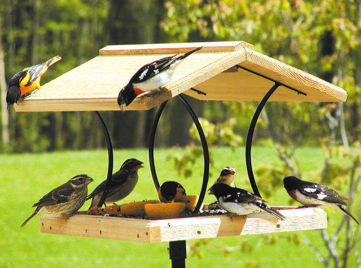 4 Simple & Effective Ways to Attract Birds to Your Backyard