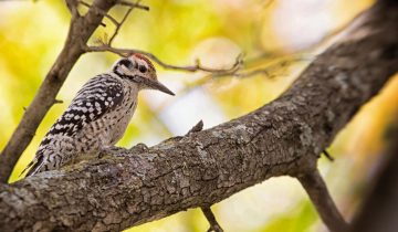 How to Attract Woodpeckers To Your Yard Today