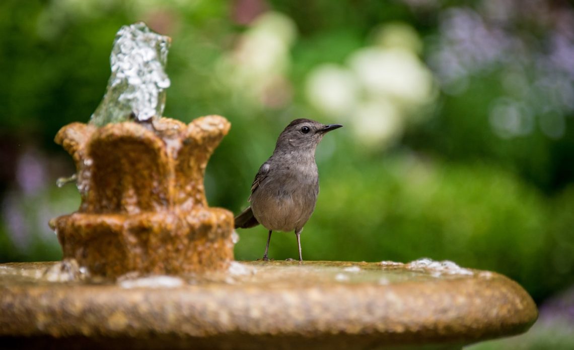 The Best Bird Baths For Your Yard In 2021 Buyer S Guide