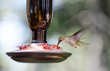 The Best Hummingbird Feeders of 2022