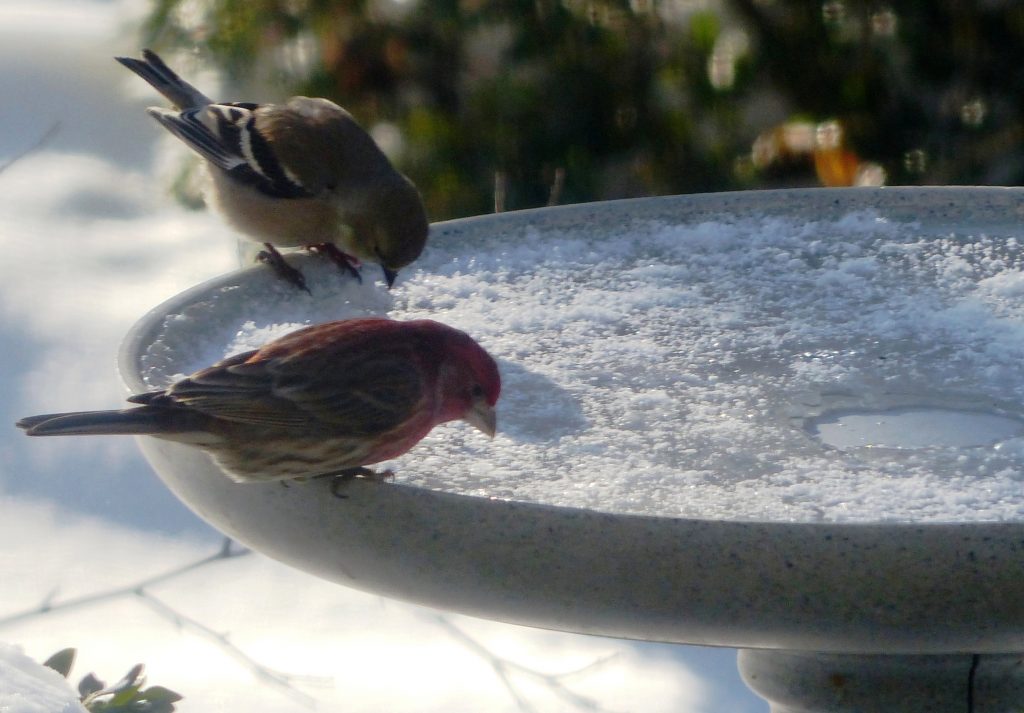 Best Bird Bath Heaters & Deicers of 2023