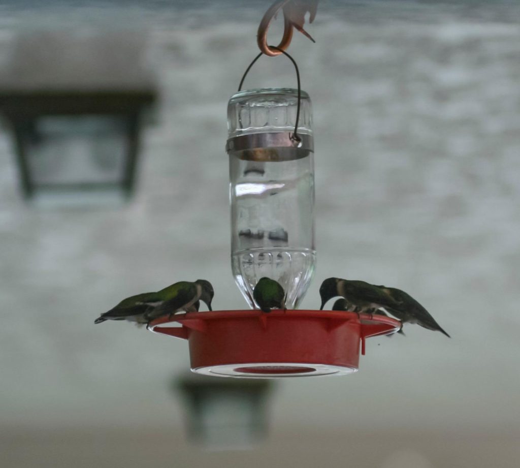 The best small hummingbird feeder: Birds Choice 8 oz Feeder