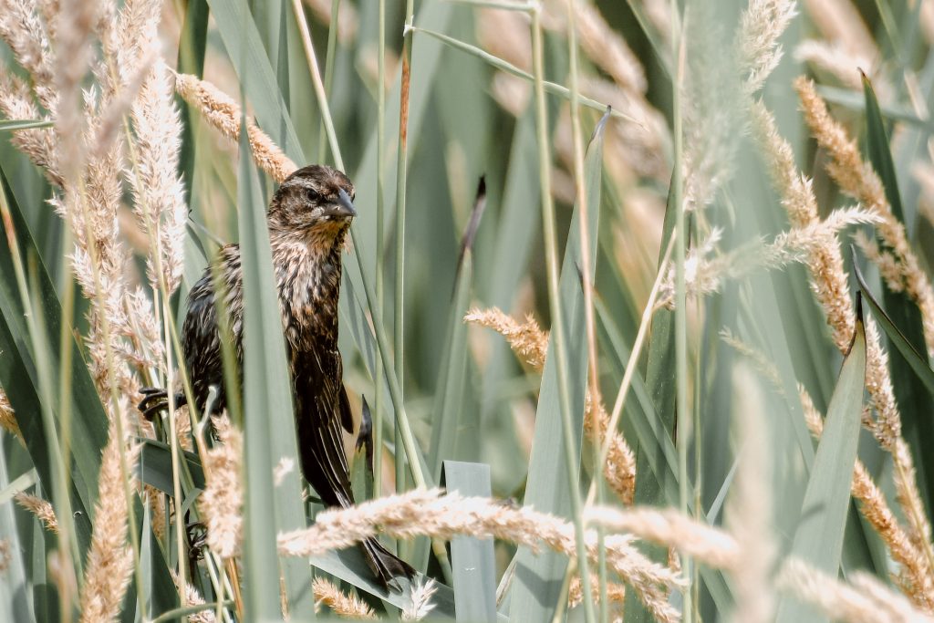 How to attract birds with native plants