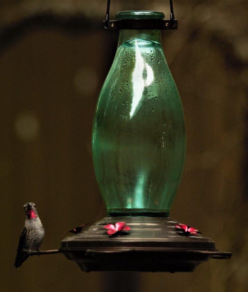 best glass feeder: BOLITE Vintage Bottle Glass Hummingbird Feeder
