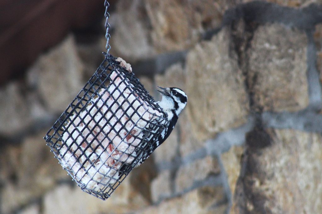 attract woodpeckers with suet
