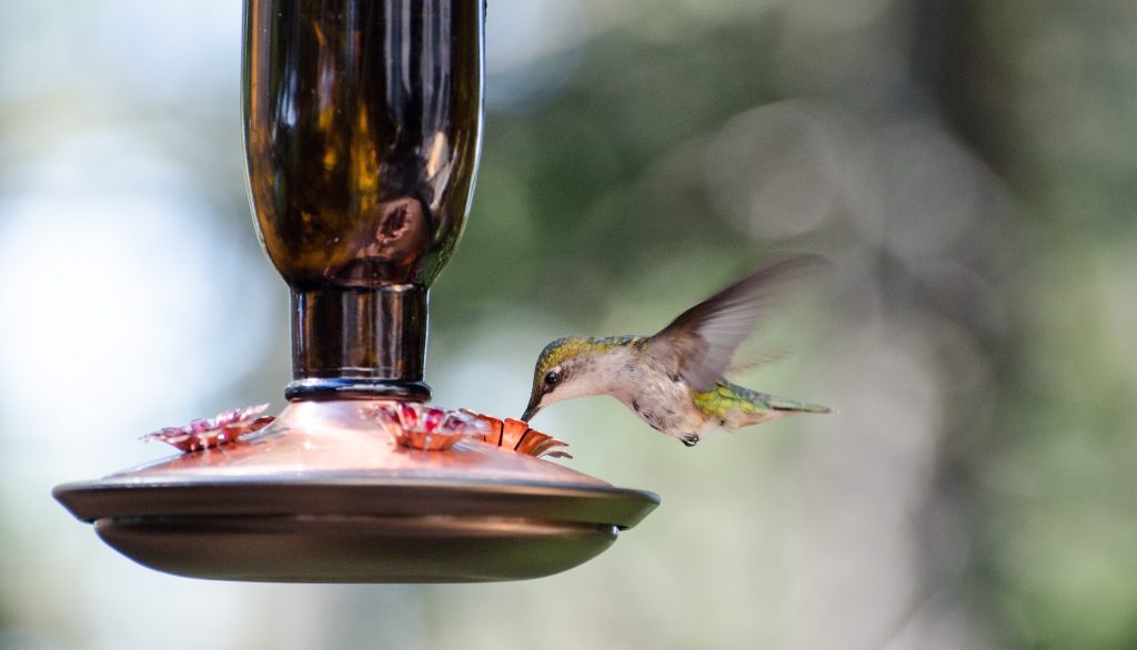 how to attract hummingbirds to feeder