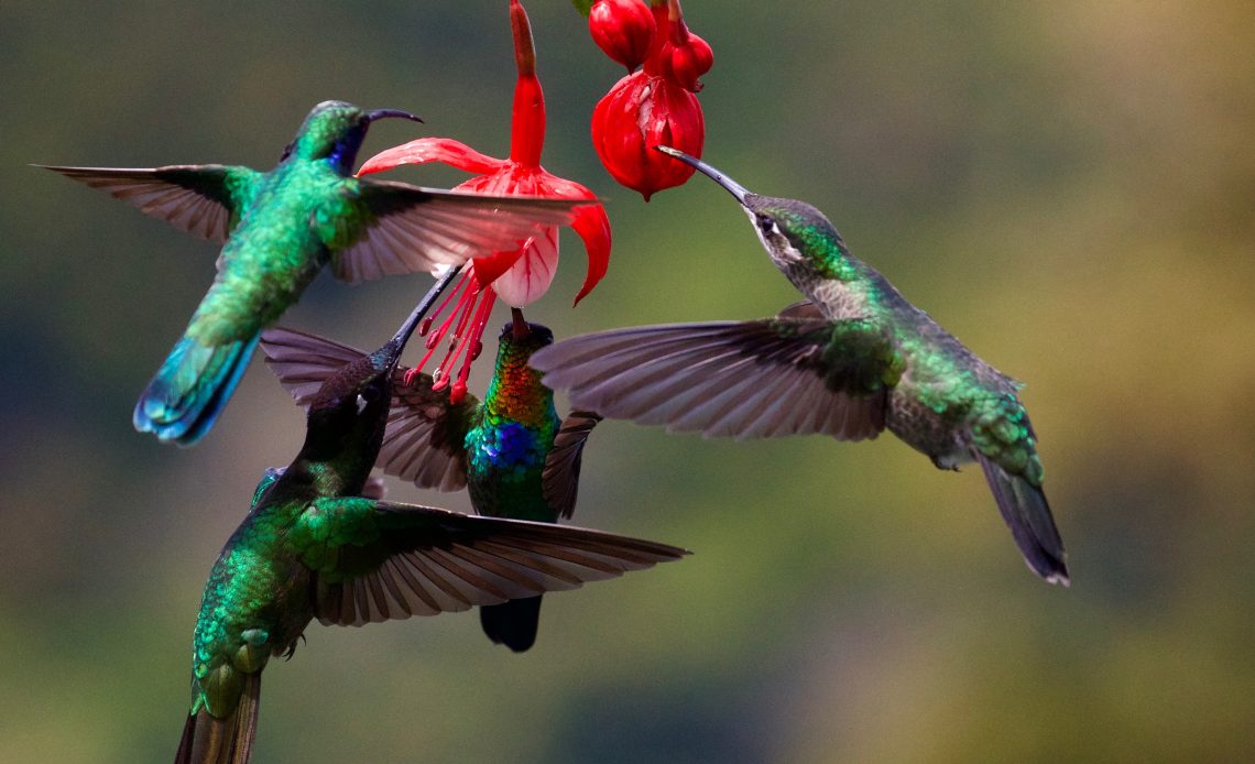 Attract Hummingbirds To Your Yard Today Foolproof Methods,What Are Cloves In Bemba