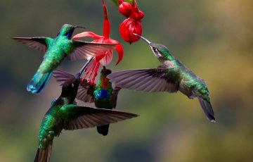 How to Attract Hummingbirds to Your Yard Today