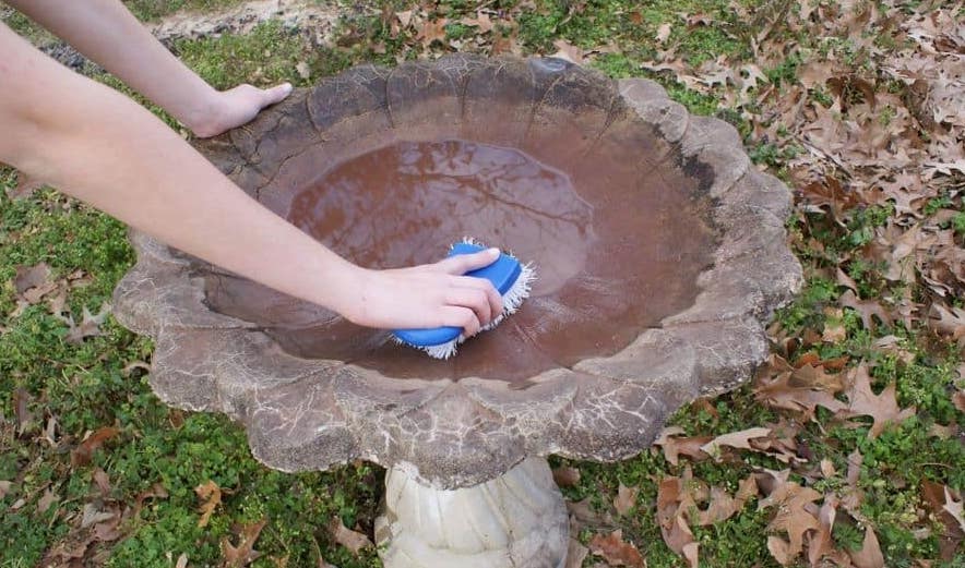 How To Clean a Bird Bath Correctly & Safely [Easy Method]