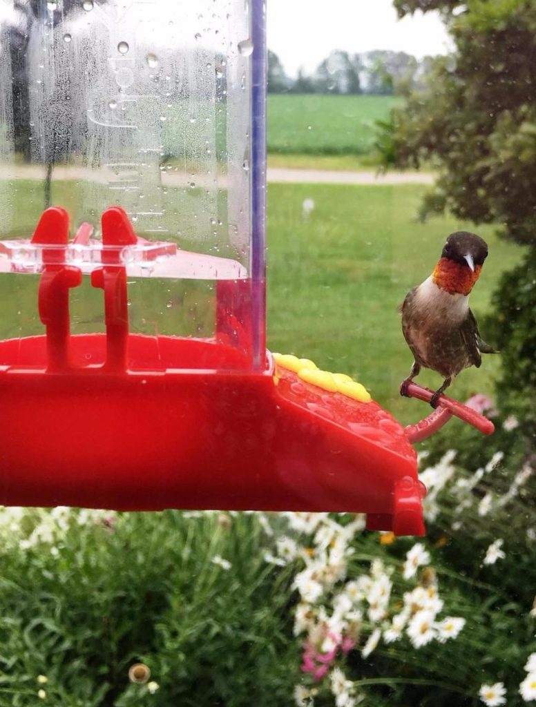 best window feeder: Perky-Pet Window Mount Hummingbird Feeder