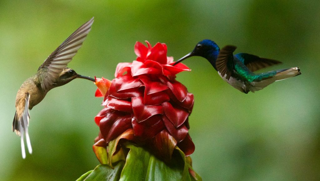 Flowers That Attract Hummingbirds
