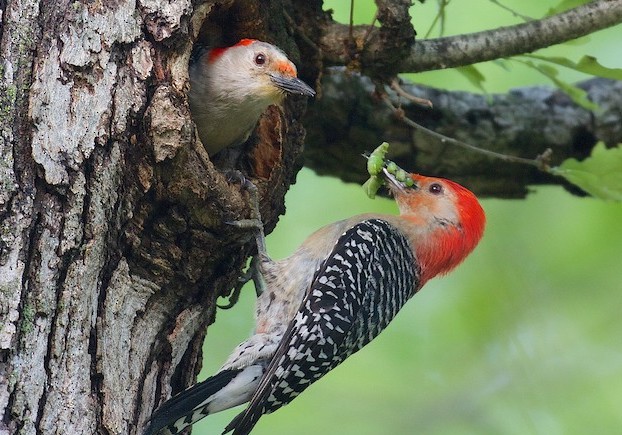 woodpecker feeding it's young