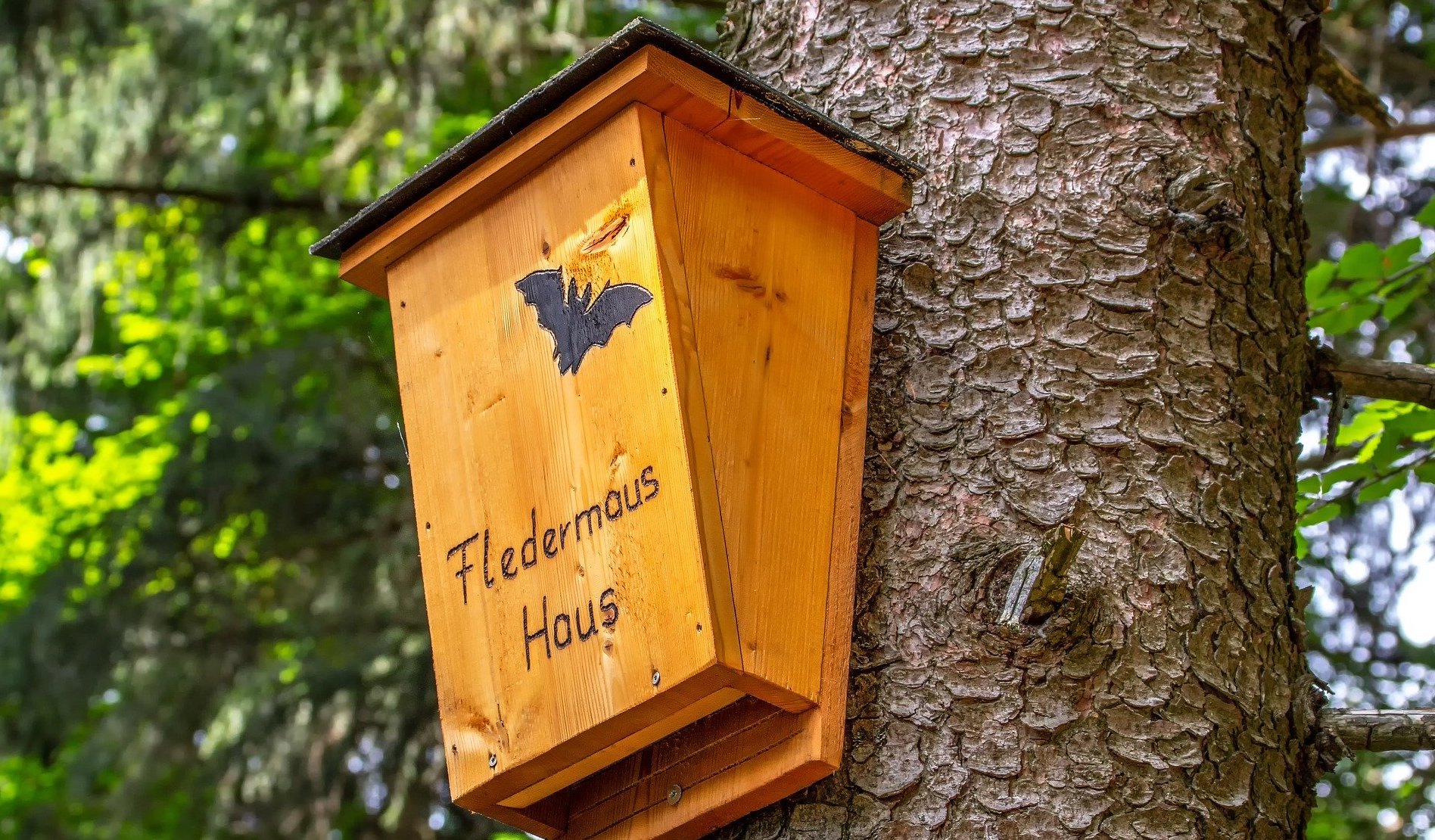 Where To Place A Bat House