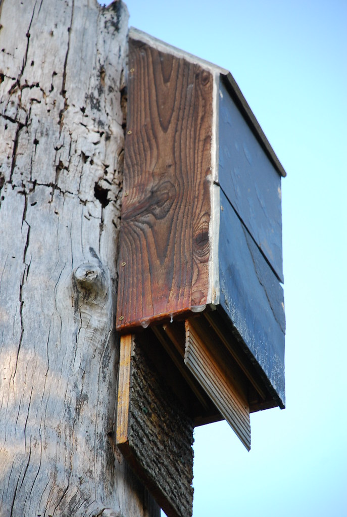 How to attract bats with a bat house