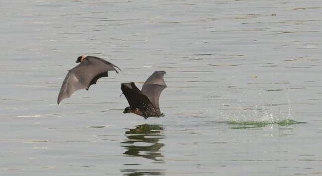 Attract Bats with Water