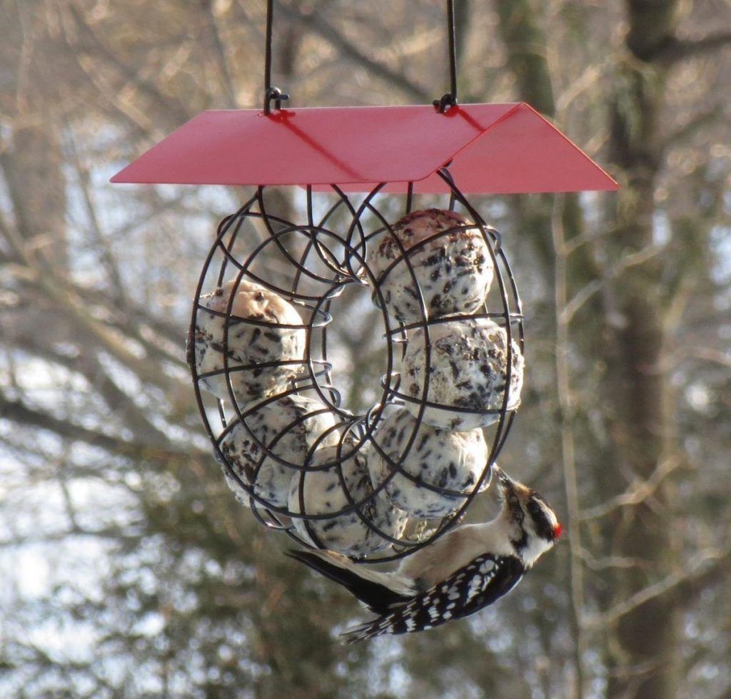 best suet ball feeder