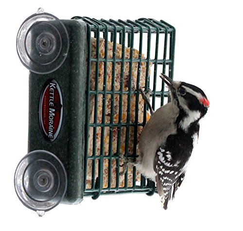 best woodpecker window feeder
