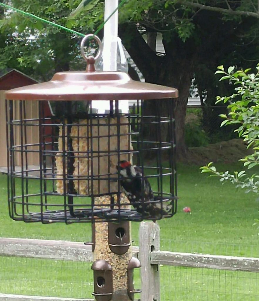 woodpecker suet feeder