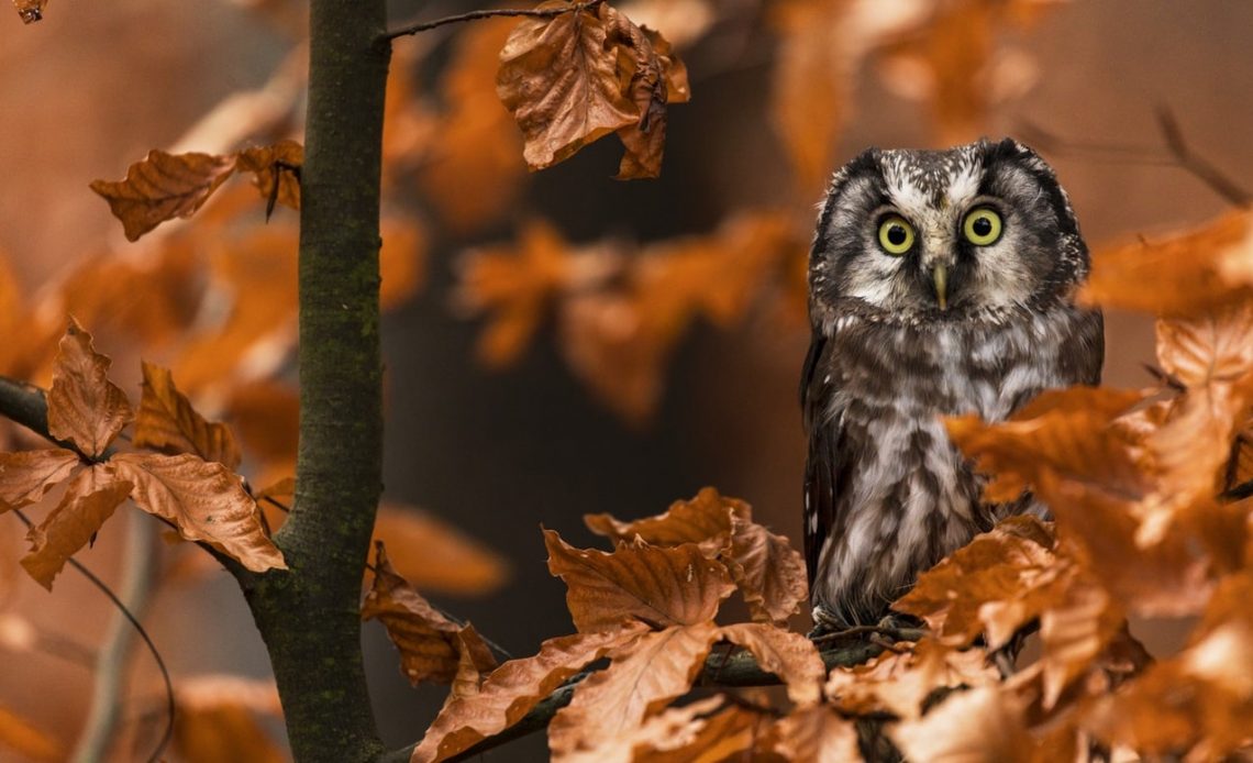 Learn How to Attract Owls to Your Yard Today [3 Easy Steps]