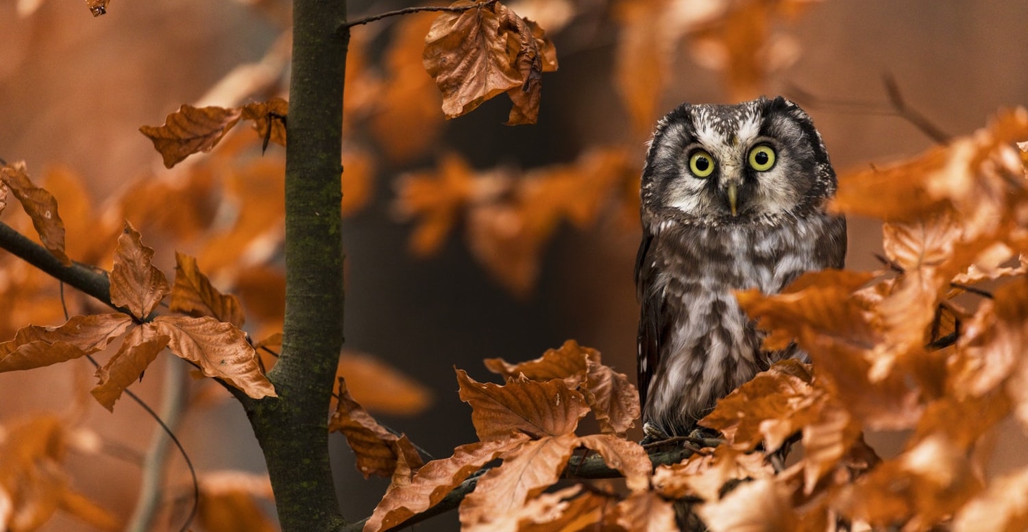 Learn how to attract owls to your yard today 3 easy steps 
