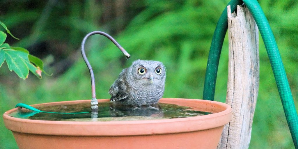 how to attract owls with water