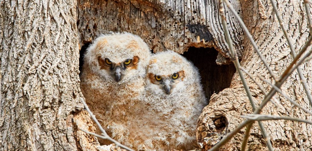 How to attract owls with owl boxes
