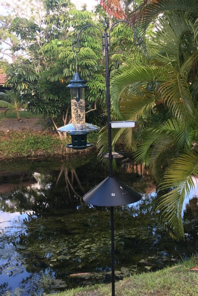 5 Best Squirrel Baffles That Will Defeat Your Squirrel Worry