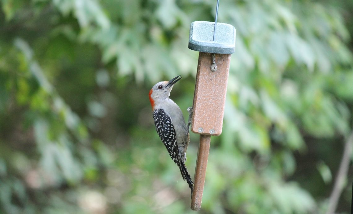 woodpecker feeder