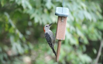 The 6 Best Woodpecker Feeders By Type