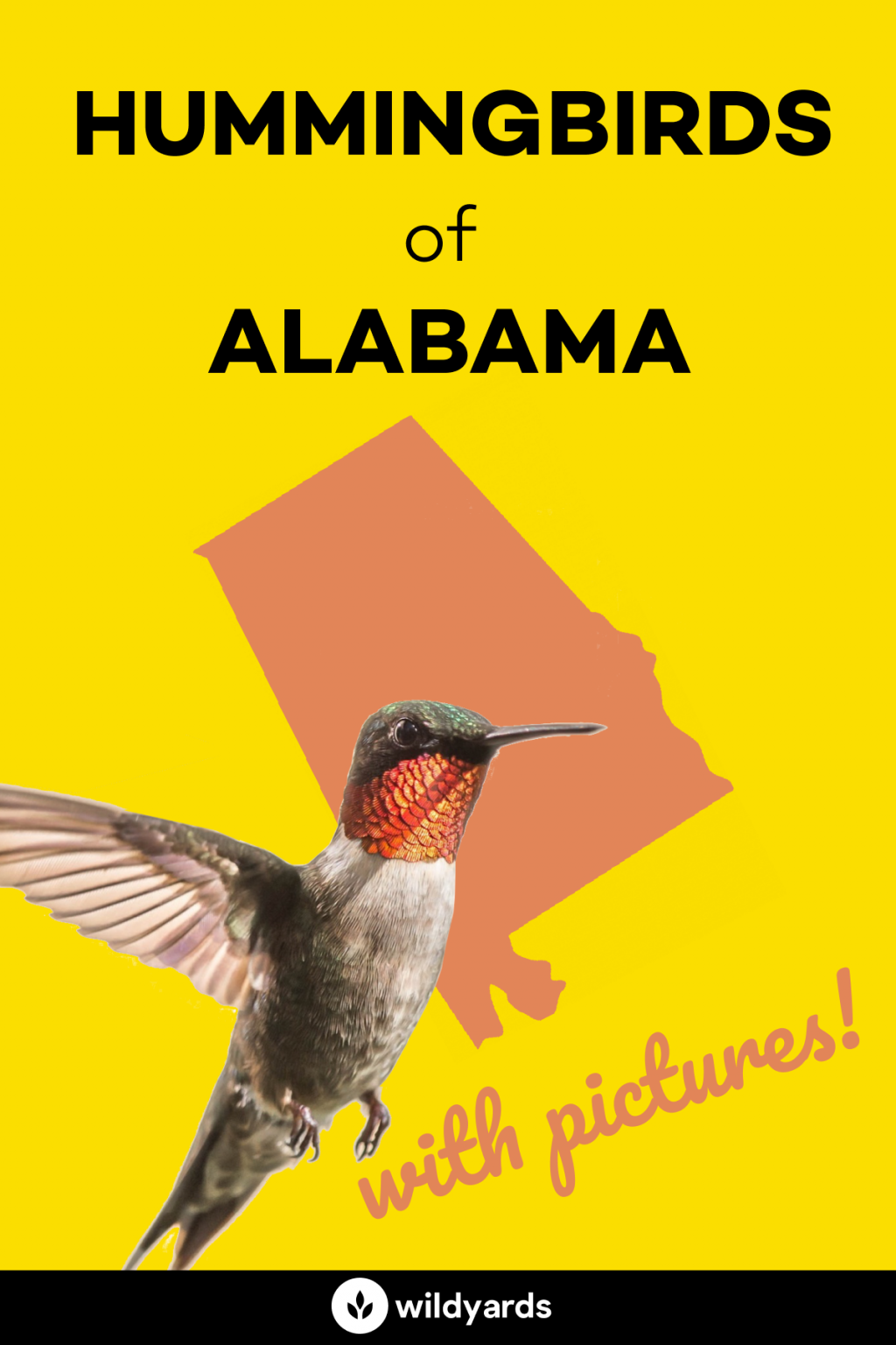 All 8 Amazing Hummingbird Species In Alabama [With Pictures]