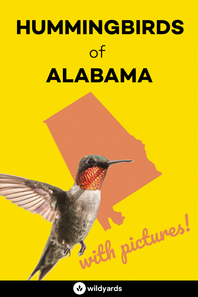Hummingbirds in Alabama
