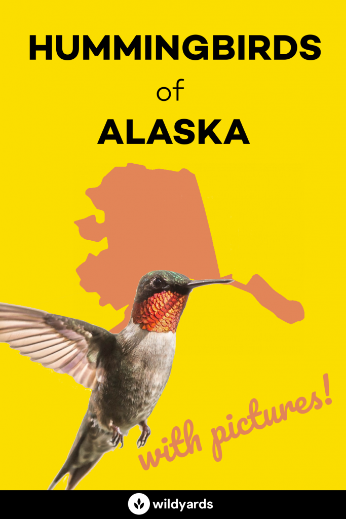 hummingbirds in alaska