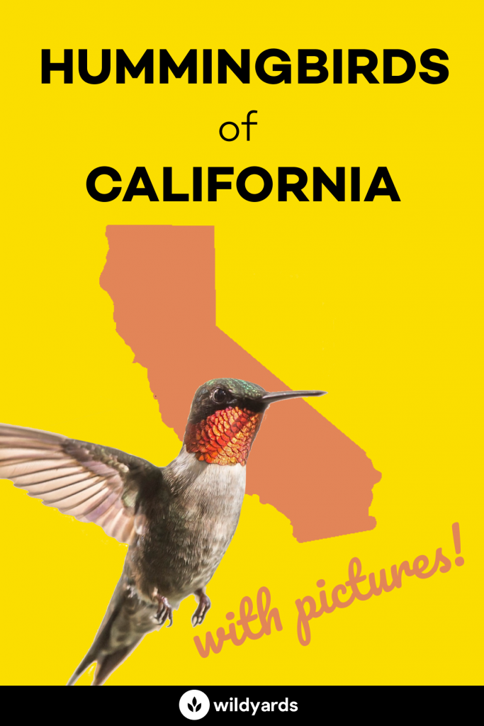 Hummingbirds in California