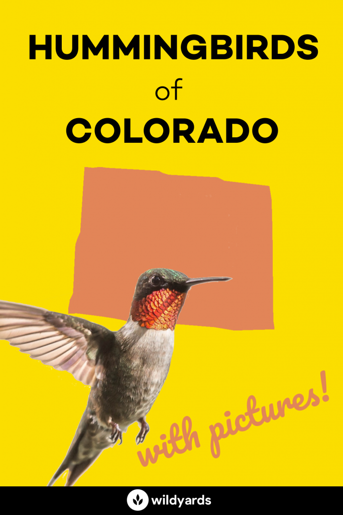 hummingbirds in colorado