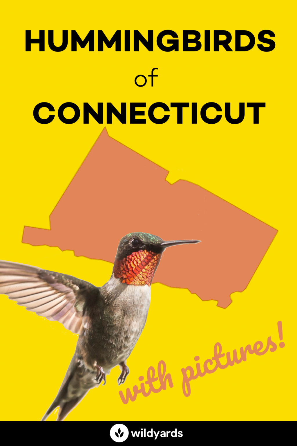 The 2 Amazing Hummingbirds in Connecticut [With Pictures]