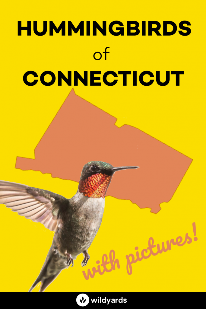hummingbirds in connecticut
