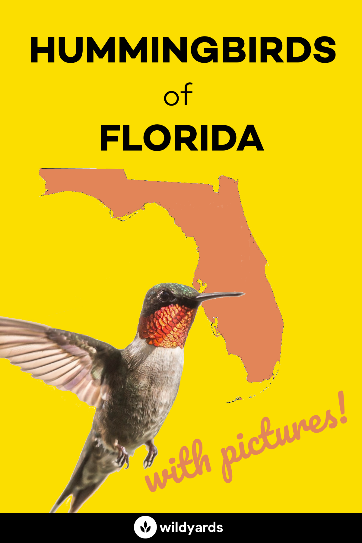 All 9 Amazing Hummingbirds In Florida With Pictures 