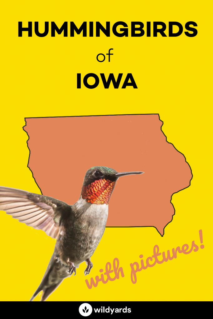 hummingbirds in Iowa