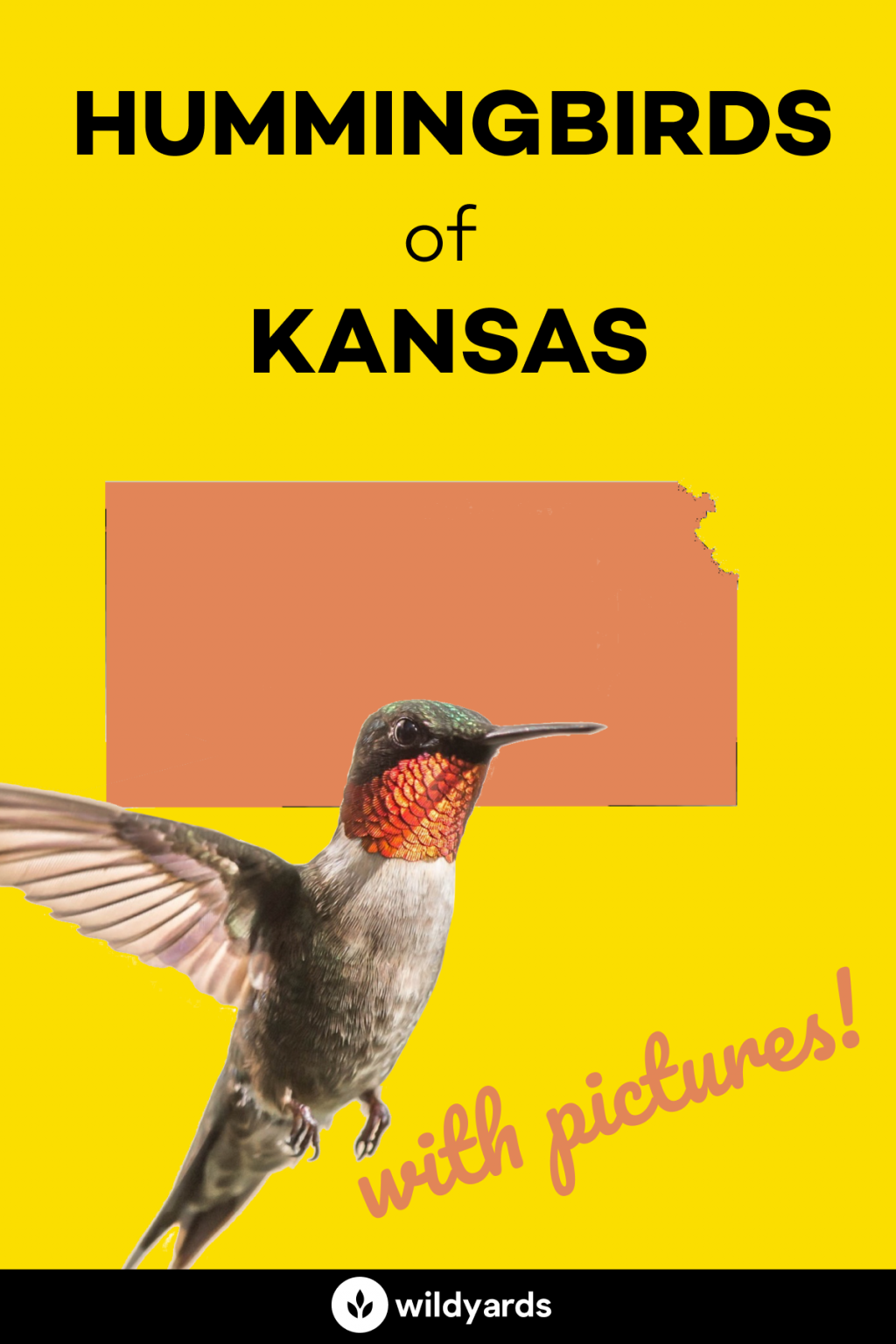 All 8 Hummingbirds in Kansas [With Pictures & Maps]