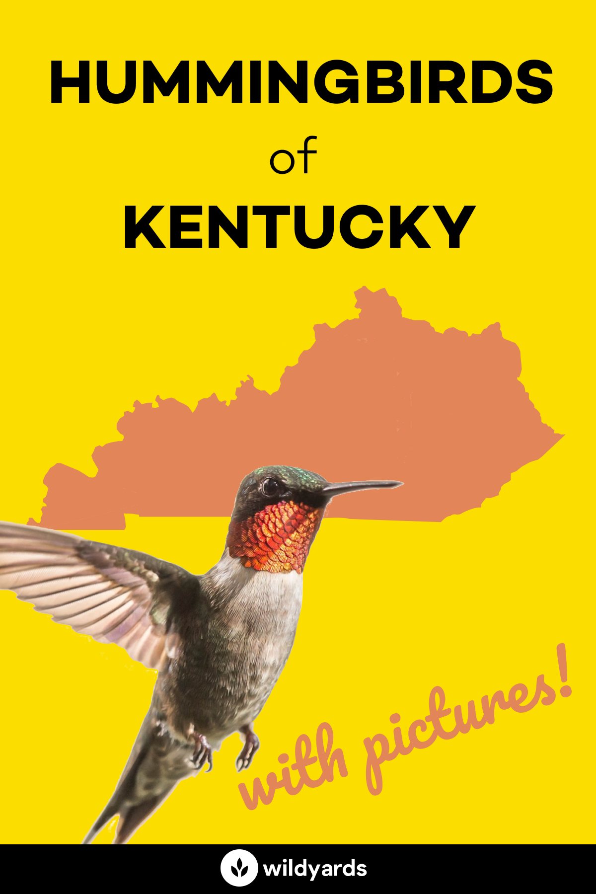 All 5 Hummingbirds in Kentucky [With Pictures & Maps]