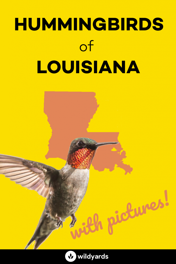 hummingbirds in Louisiana
